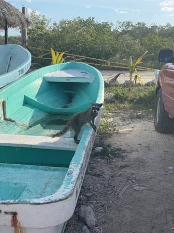 Isla Cozumel, 2021