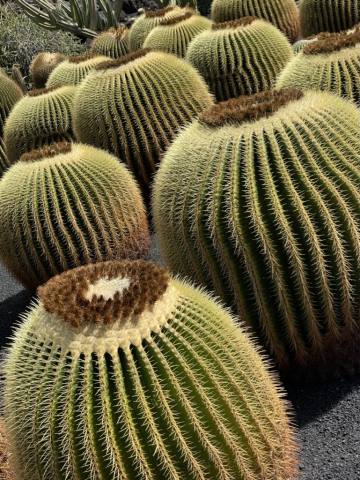 Jardín de Cactus, 2021