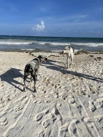 Tulum, 2021
